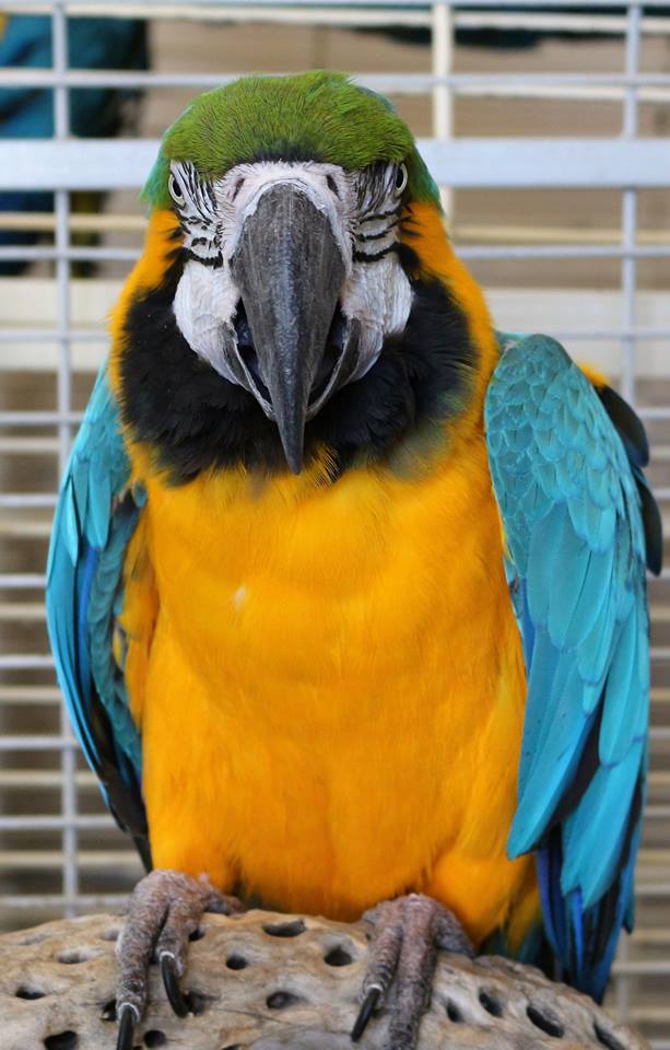 Aja the Blue and Gold Macaw